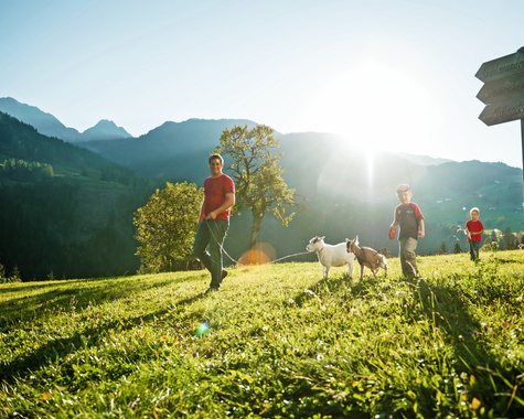 Familie geht mit Ziegen vor einer beeindruckenden Alpenkulisse spazieren. 