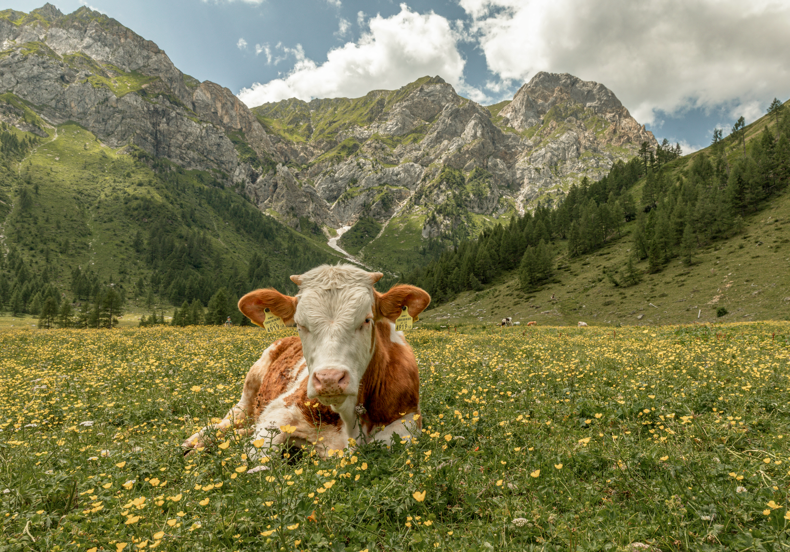 Kuh liegt auf einer Bergwiese vor einer eindrucksvollen Gebirgskulisse.
