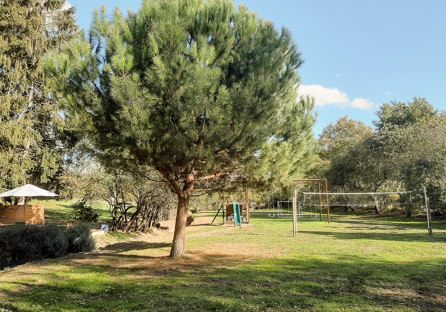 Grüne Wiese mit einem großen Baum und sonniger Landschaft im Hintergrund