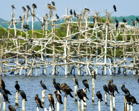 Zahlreiche Vögel sitzen auf Holzpfählen im flachen Wasser vor blauem Himmel