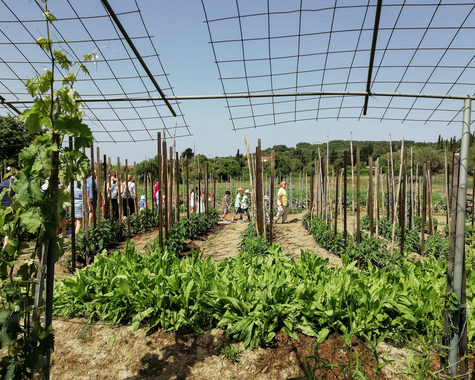 Gemüsebeete unter Pergola in gepflegtem Nutzgarten