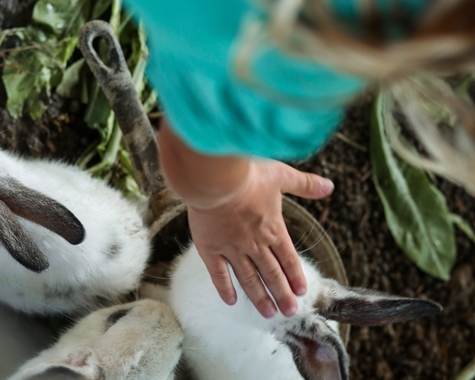 Kind streichelt weißes Kaninchen im Freien