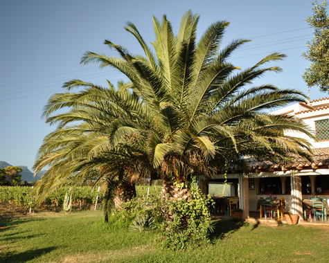 Palmen vor einem Gebäude in mediterraner Gartenanlage.