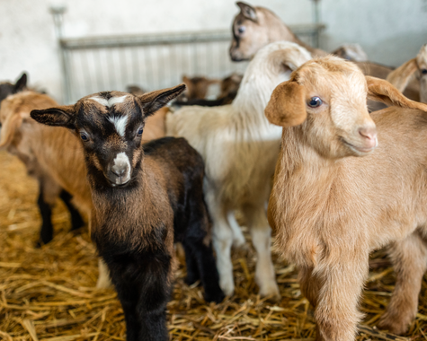 Babyziegen stehen eng beieinander im Stall 