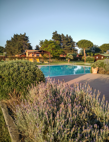 Swimmingpool mit Liegebereich und blühendem Lavendel im Vordergrund.