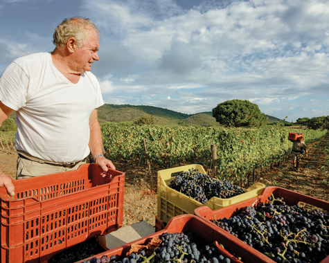 Person sortiert frisch geerntete Trauben während der Weinlese in den Weinbergen.