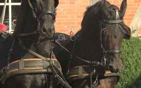 Lust auf eine kleine Kutschfahrt?