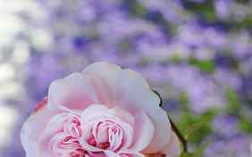 Rosen, Salbei und Lavendel duften im sommerlichen Garten - Foto: Linda Blatzek