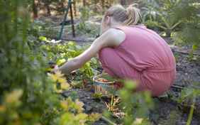Selbstbedienung im Kräuter- und Gemüsegarten