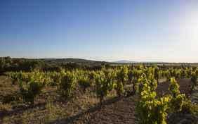 Weingarten des Château