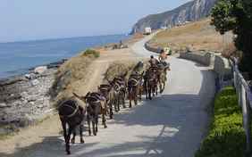 Eine Eselwanderung quer über die Insel