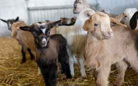 Die Hofeigenen Tiere