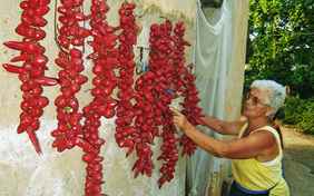 Achtung scharf: Peperoni aus eigenem Anbau