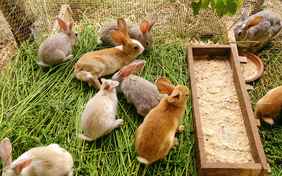 Die kleinen Hasen des Pirapora freuen sich auf viele streichelnde Kinderhände