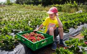 Selbst gepflückte Erdbeeren - Foto: Karin Kalandra