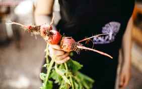 Viele Gemüsesorten kommen aus dem eigenen Garten.