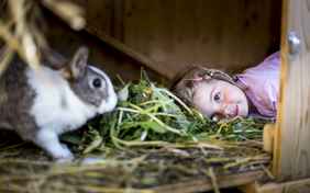 Auf der Alm leben mehrere Tiere 