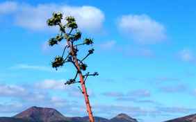 Der Nationalpark Timanfaya
Einzigartige Vulkanlandschaft im Nationalpark Timanfaya