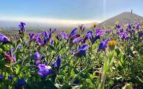 Frühling im Norden von Lanzarote