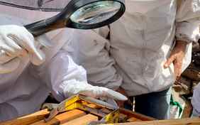 Das Centro bietet viele spannende Familienaktionen, z.B. Bienen ganz nah erleben