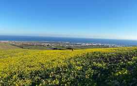 Frühling auf Lanzarote