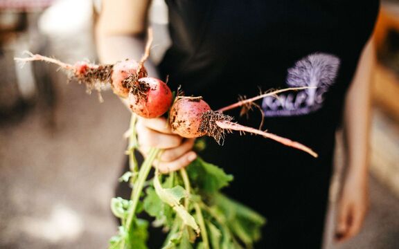 Ernte im Agriturismo in Kroatien