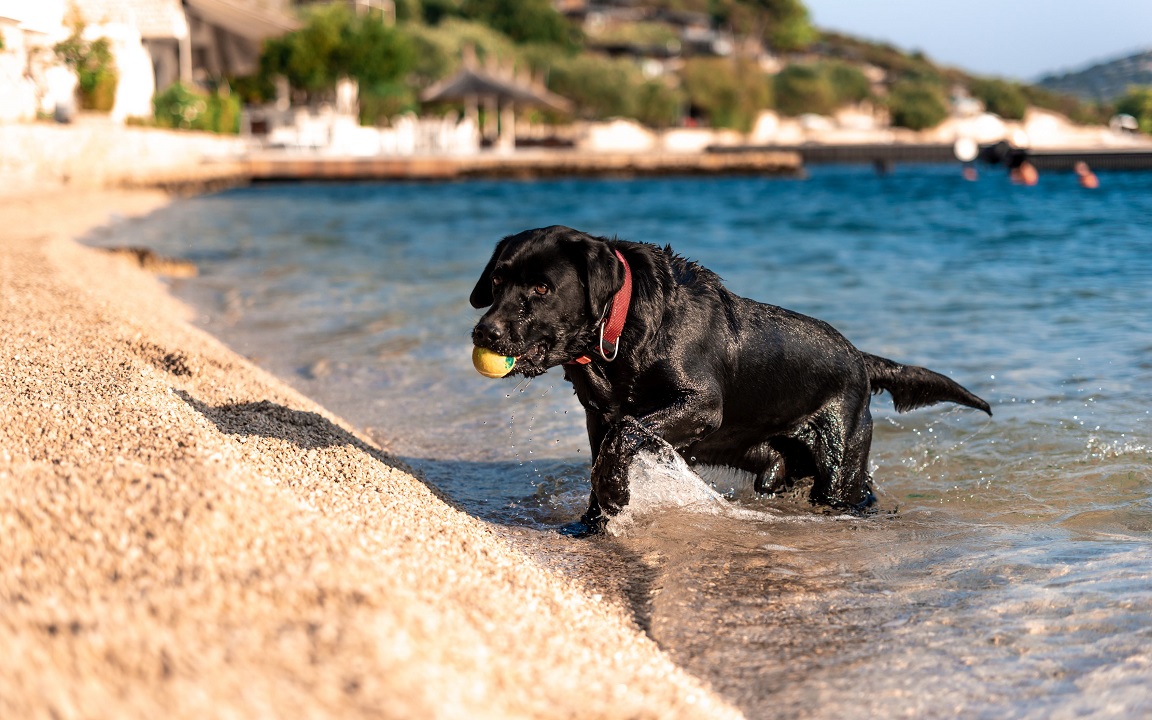 Urlaub mit Hund | vamos Familienreisen