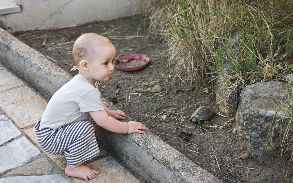 Kleiner Junger schaut sich Schildkröten an