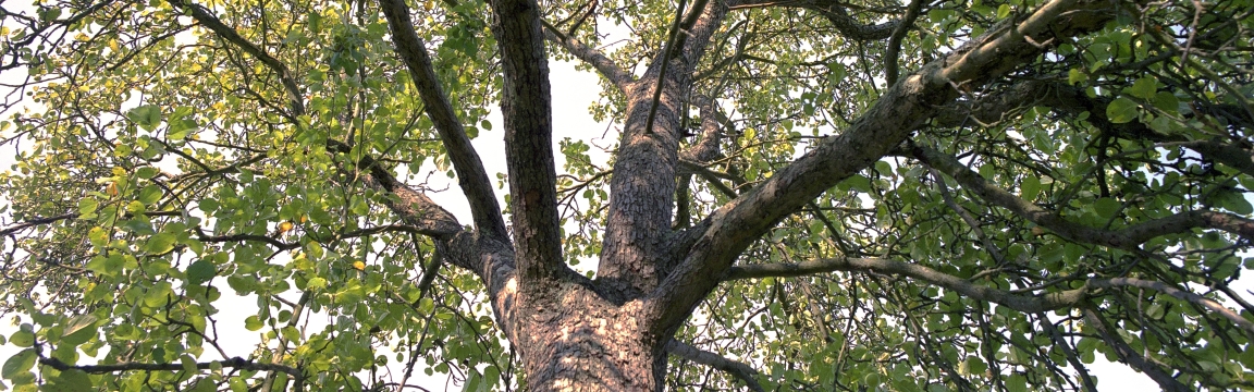Baum mit grünen Blättern