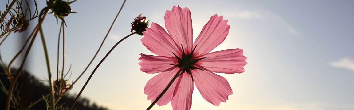 Schöne Blume und klarer Himmel
