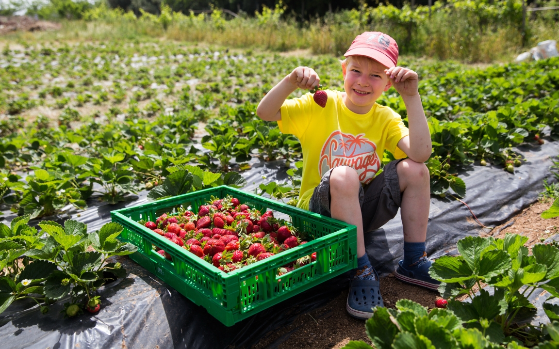 kleiner Junge hat Erdbeeren gepflückt und freut sich dabei
