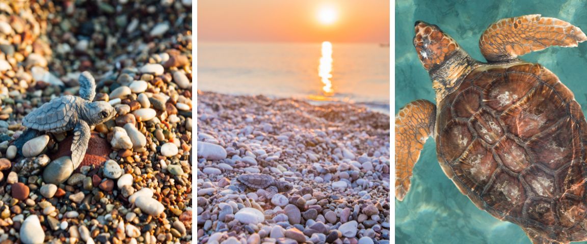 Schildkröten am Strand von Cirali